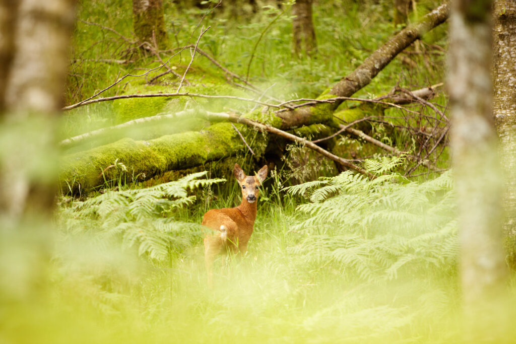 Natura Val di Sole